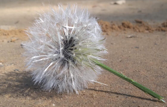 A photograph of dandelion seeds.