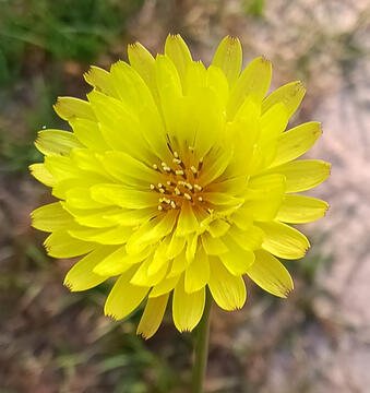 A photograph of a yellow dandelion
